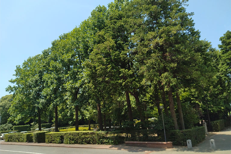 志学館 敷地外周の写真